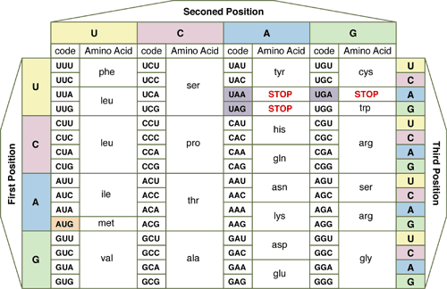 codon[1].gif