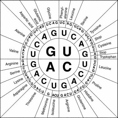 Amino Acid Conversion Chart